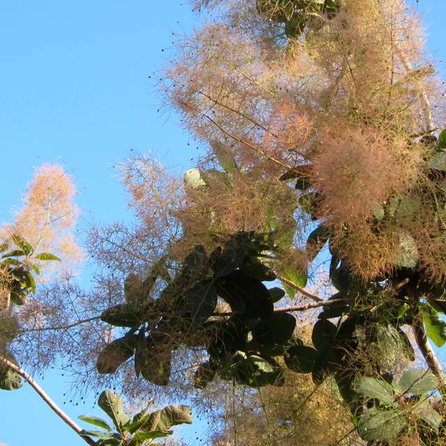 Cotinus 'Grace' - Arbre à perruque (cultivar413)