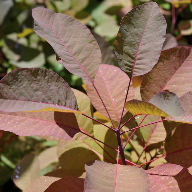 Cotinus 'Grace' - Arbre à perruque (Megan Hansen)