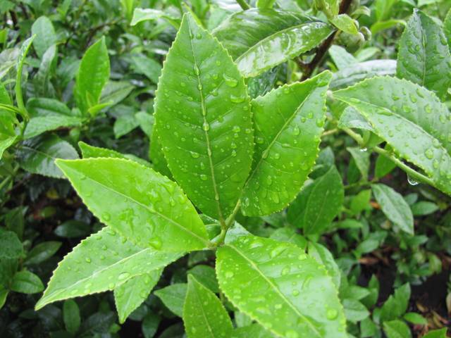 Feuilles de Camellia sinensis