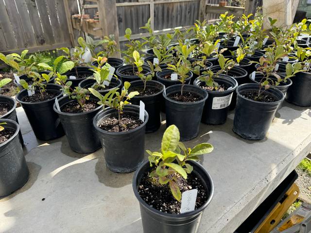 Jeunes plants de camellia sinensis