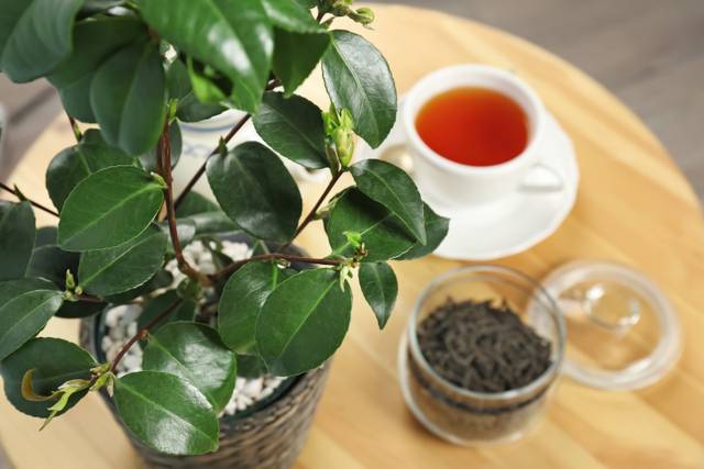 Théier avec feuilles vertes et thé infusé sur une table