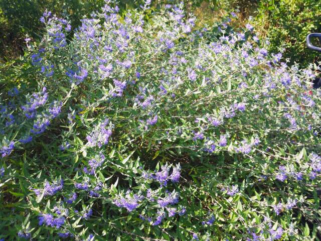 Caryopteris