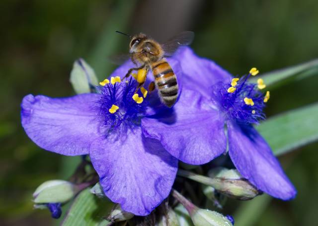 Abeille butinant une fleur d'Ephémère de Virginie