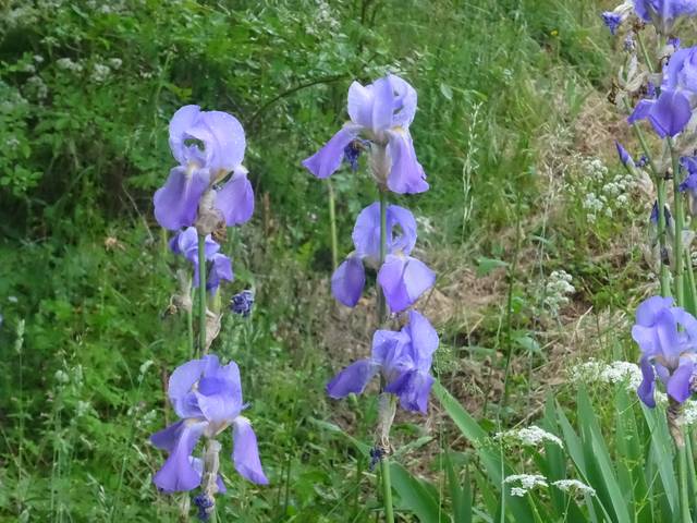 Iris de Dalmatie : floraison