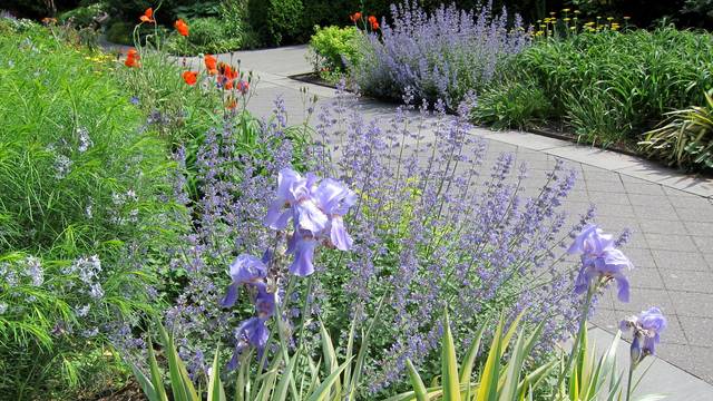 Massif de vivaces : Iris pallida 'Argentea Variegata', Carex siderosticha 'Variegata', Amsonia hubrichtii, Papaver orientale 'Prince of Orange', Nepeta sp