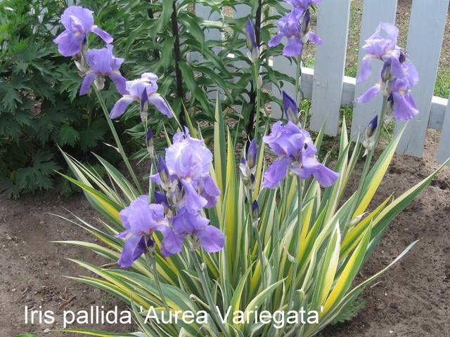 Iris Pallida 'Aurea Variegata'