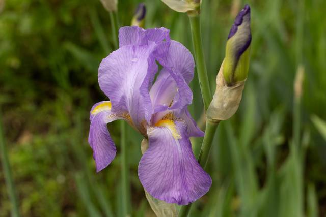 Iris de Dalmatie : gros plan sur la fleur