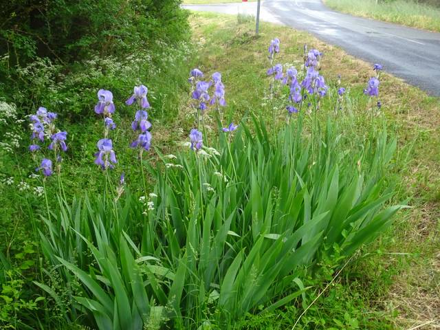 Touffe d'Iris pâle ou Iris de Dalmatie, Iris pallida, Iridacées