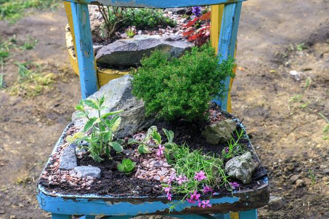 Idée déco : vieille chaise en bois plantée de végétaux