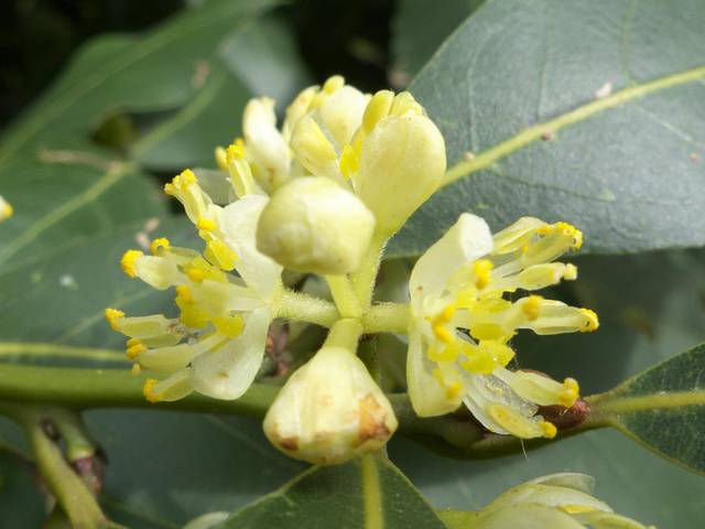 Fleur mâle de laurier sauce (Laurus nobilis) - Adrián Pablo Rodríguez Quiroga
