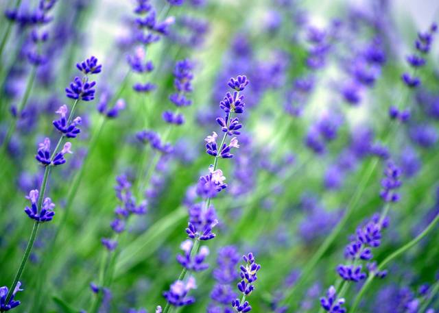 Lavande 'Hidcote' (Lavandula angustifolia)