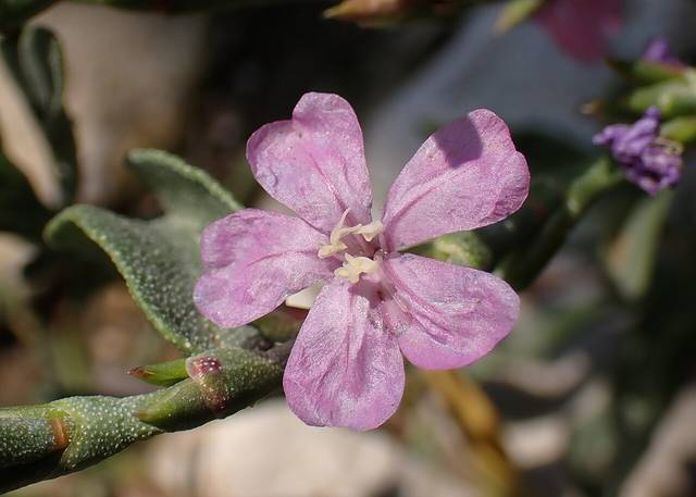 Lavande de mer : fleur