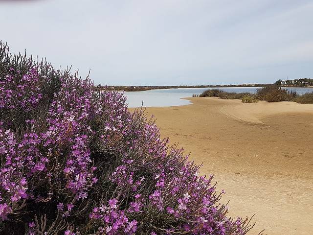 Lavande de mer 