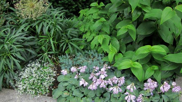 Helleborus foetidus, Euphorbia Diamond Frost, Juniperus 'Blue Star', Hosta 'Mouse Ears', Tricyrtis sp