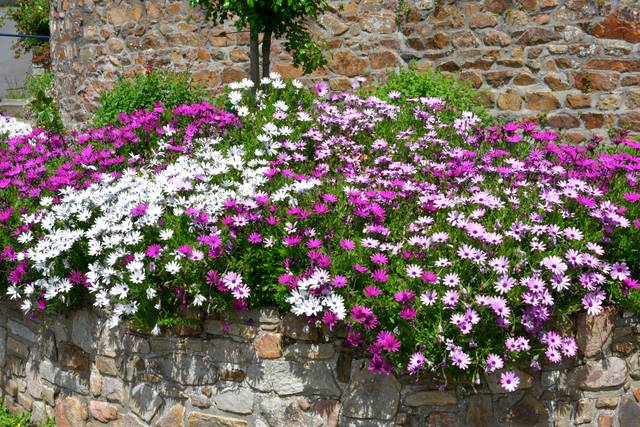 Massif d'osteospermums (Bretagne)
