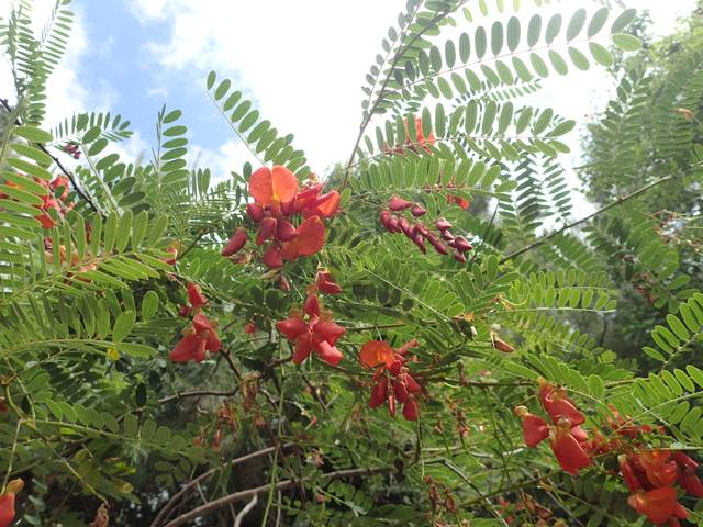 Sesbania punicea (Flamboyant d'Hyères) : feuillage