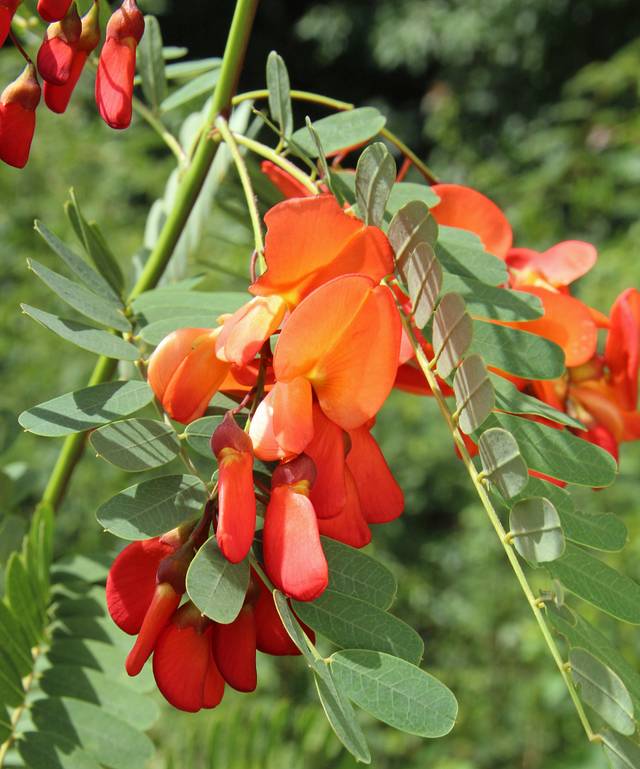 Sesbania punicea : grappe de fleurs