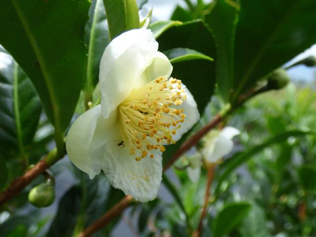 Fleur de théier