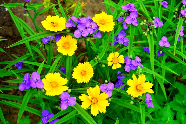 Éphémère de Virginie mélangées à des fleurs jaunes de coréopsis dans un massif