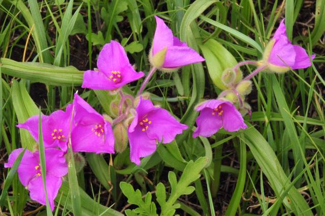 Éphémère de Virginie (Tradescantia virginia) à fleurs roses