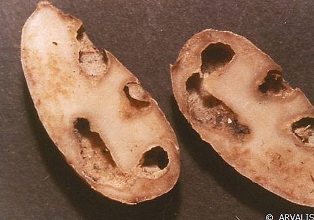 Dégâts de vers blancs (hannetons) sur tubercule de pomme de terre