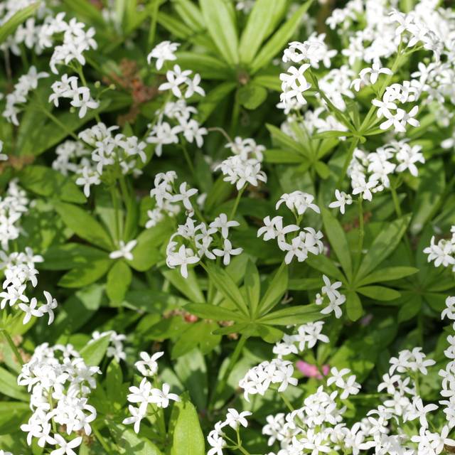 Aspérule odorante (Galium odoratum) (Andrey Zharkikh)