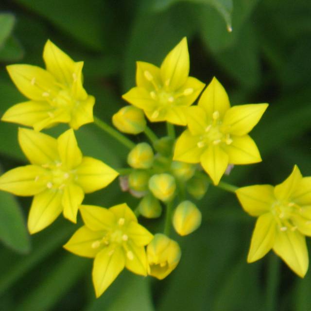 Allium Moly (vtgard)