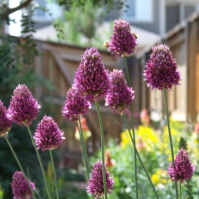 Allium sphaerocephalon (Patrick Standish / Wikimedia)