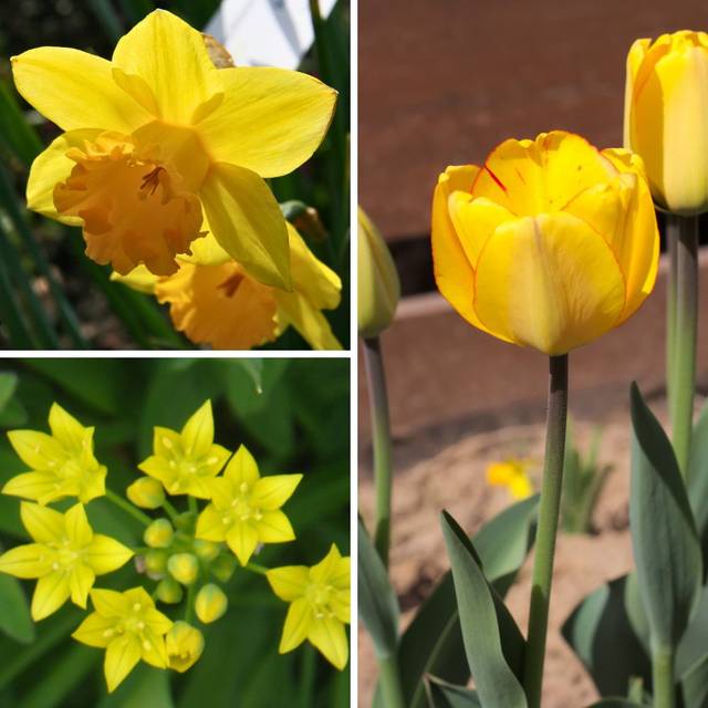 Colour Bag Jaune - Tulipe Blushing Apeldoorn, Narcisse Dutch Master et Allium Moly