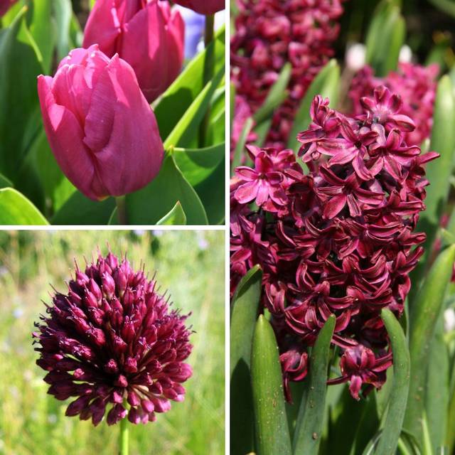 Colour Bag Mauve - Tulipe Purple Prince, Jacinthe Woodstock, Allium sphaerocephalon