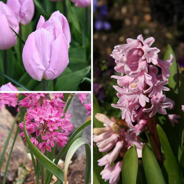 Colour Bag Rose - Tulipe Candy Prince, Jacinthe Fondant, Allium ostrowskianum