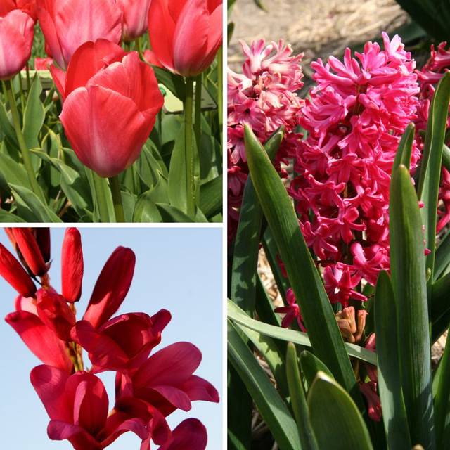 Colour Bag Rouge - Tulipe Van Eijk, Jacinthe Jan Bos et Ixia