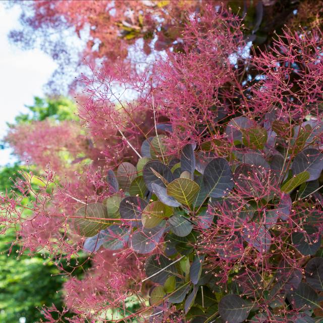 Cotinus coggygria (Alesia / stock.adobe.com)