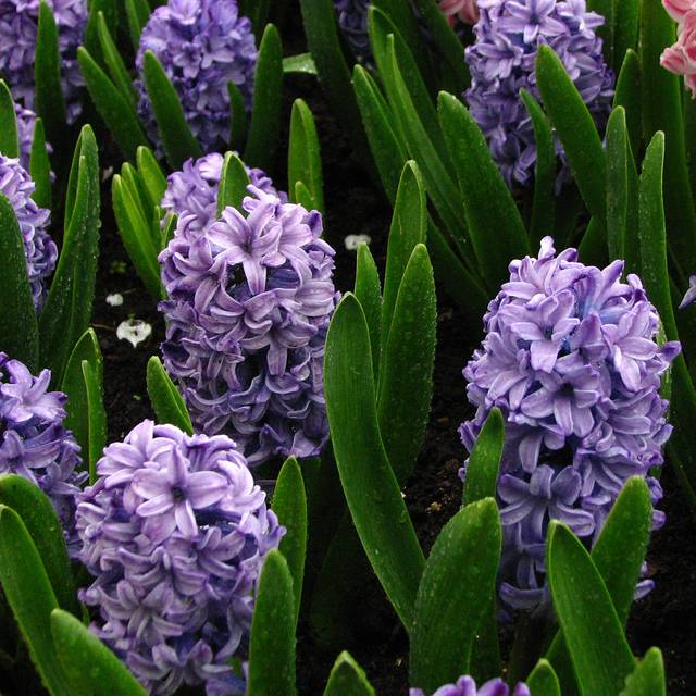 Jacinthe Blue Delft (Kor!An / wikimedia.org)