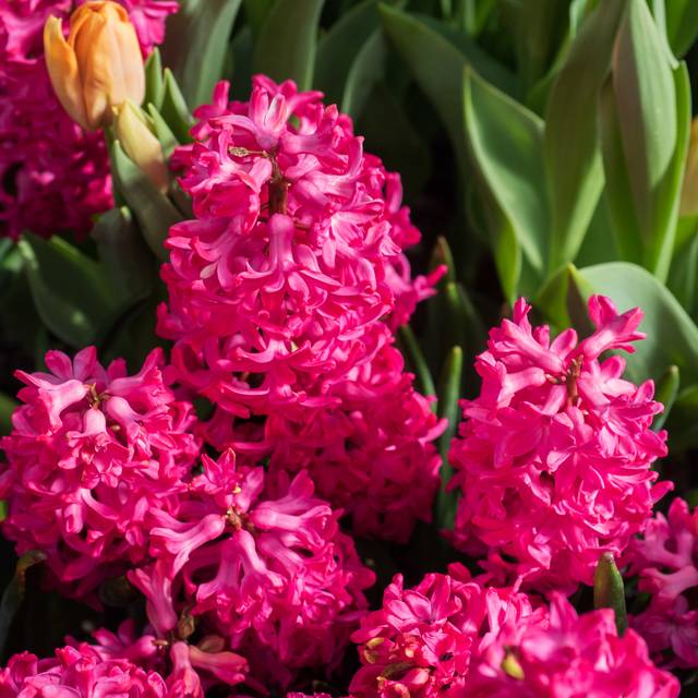 Jacinthe Jan Bos (F. D. Richards)