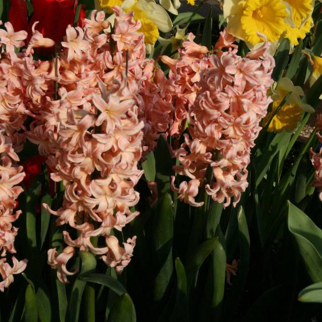 Jacinthe Gipsy Queen - Hyacinthus (Mel)