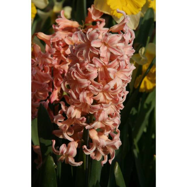 Jacinthe Gipsy Queen - Hyacinthus (Mel)