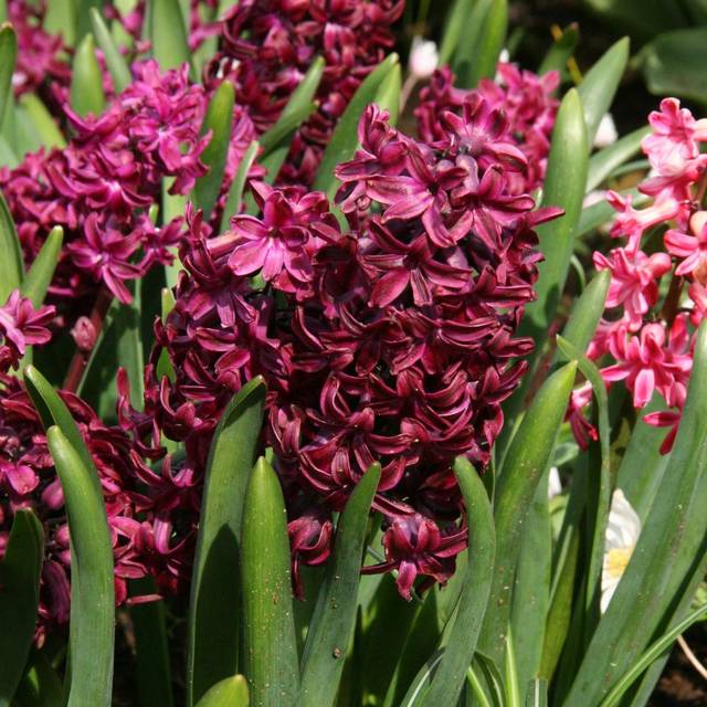 Jacinthe Woodstock (MEL)