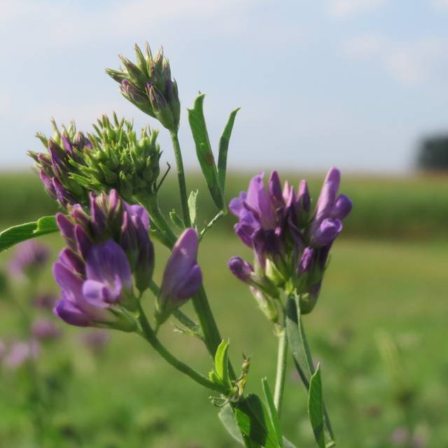 Luzerne - Medicago sativa (Andreas Rockstein)