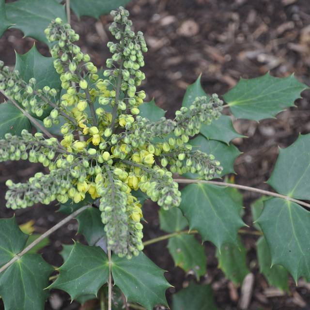 Mahonia 'Winter Sun' (proteinbiochemist)