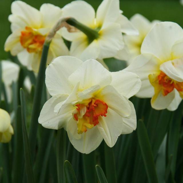 Narcisse Flower Drift - Narcissus (Mel)