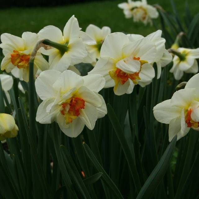 Narcisse Flower Drift - Narcissus (Mel)