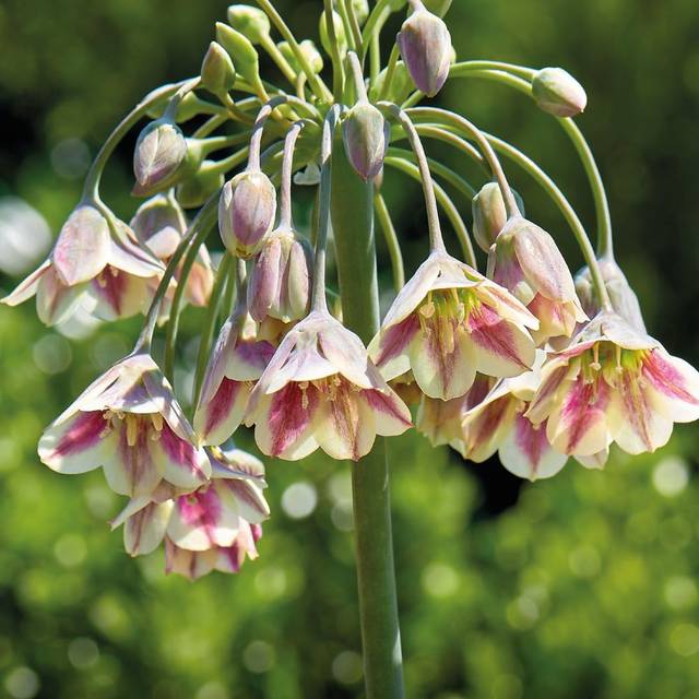 Nectaroscordum siculum