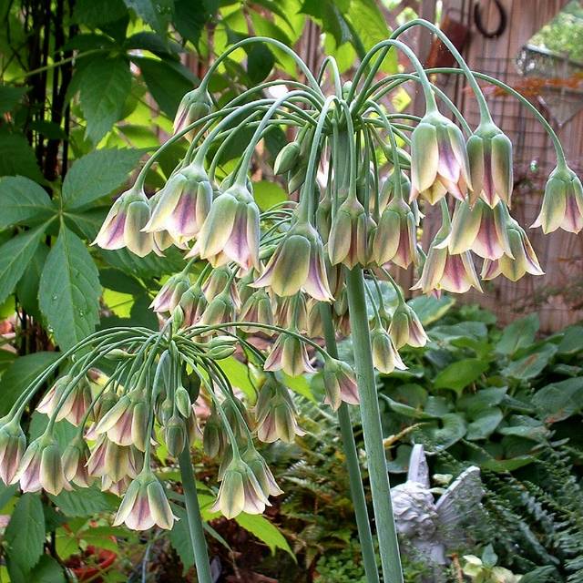Nectaroscordum siculum - Ail de Bulgarie (Henryr10)