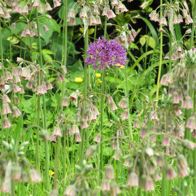 Nectaroscordum siculum - Ail de Bulgarie (Leonora (Ellie) Enking)