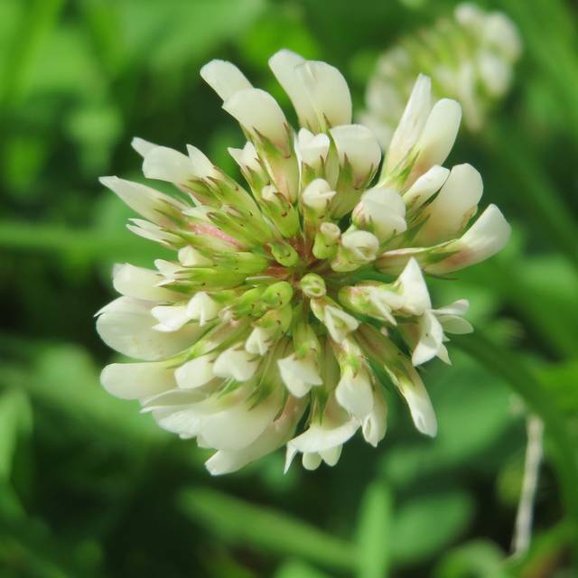 Trèfle blanc - Trifolium repens (Andreas Rockstein)