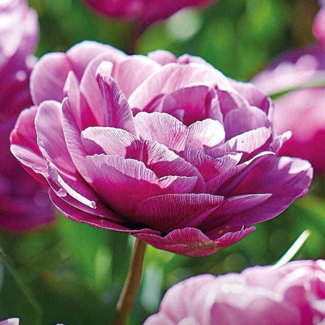 Tulipe Blue Diamond
