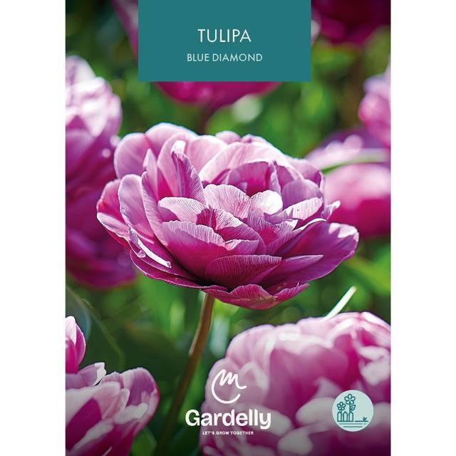 Tulipe Blue Diamond
