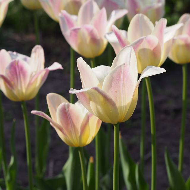Tulipe Elegant Lady (Agnieszka Kwiecie?, Nova / Wikimedia)