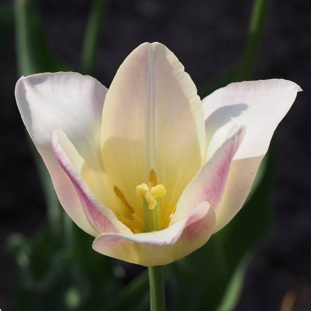 Tulipe Elegant Lady (Agnieszka Kwiecie?, Nova / Wikimedia)